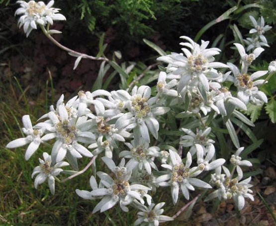 Edelweiss seed Leontopodium alpinum